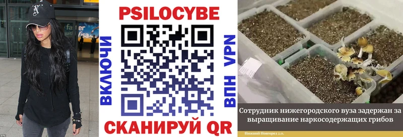 KRAKEN   закладка  Плёс  Галлюциногенные грибы Psilocybe 
